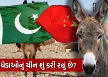 What is China doing 200,000 donkeys purchased from Pakistan? You will be shocked to know