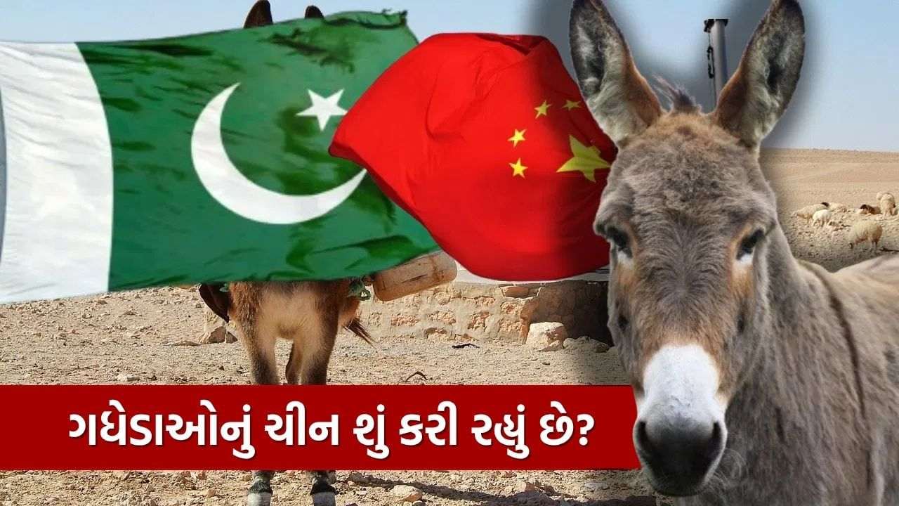 What is China doing 200,000 donkeys purchased from Pakistan? You will be shocked to know