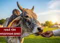What is the benefit of feeding jaggery to a cow on Thursday? find out What is the benefit of feeding jaggery to a cow on Thursday? find out