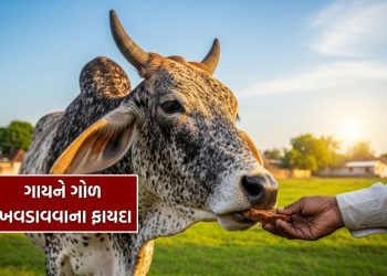 What is the benefit of feeding jaggery to a cow on Thursday? find out