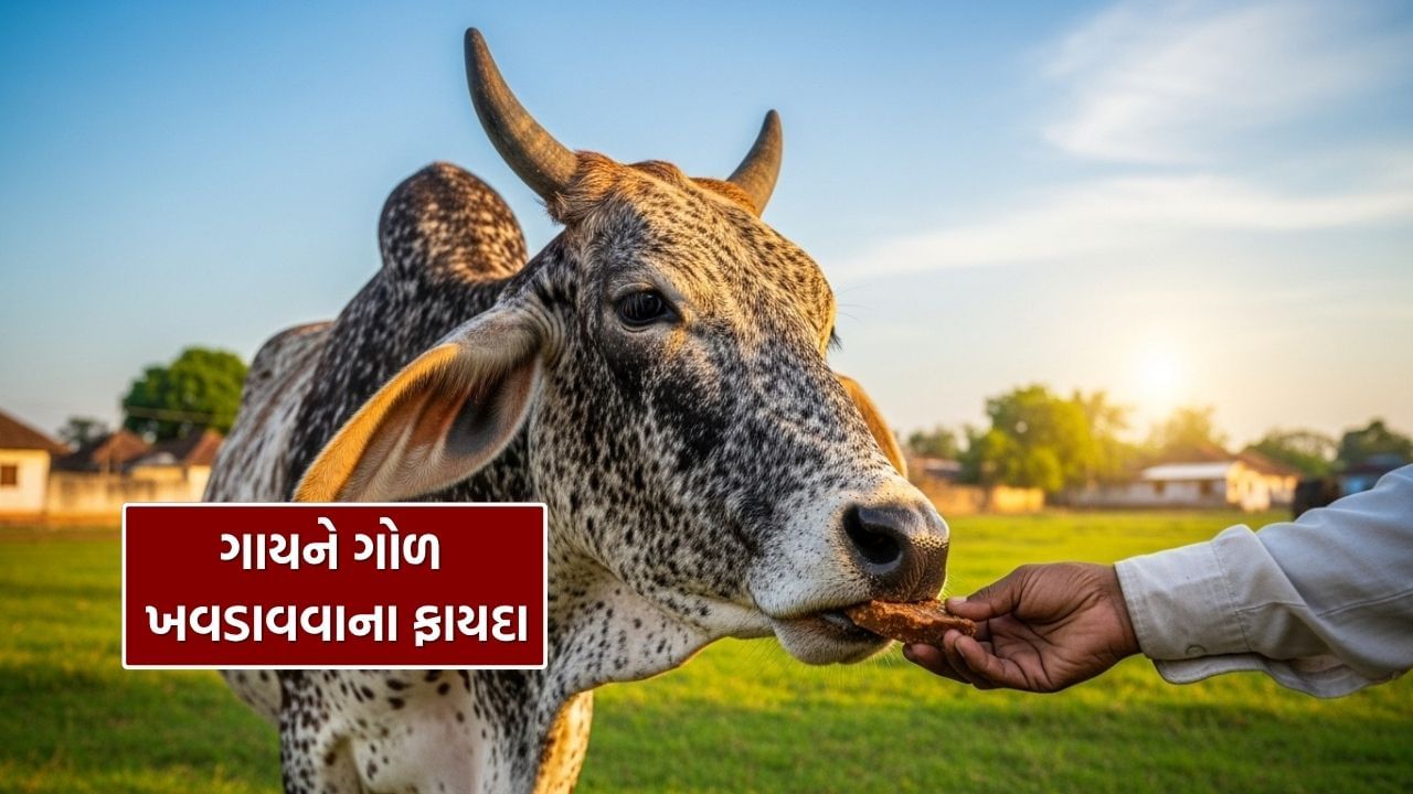 What is the benefit of feeding jaggery to a cow on Thursday? find out