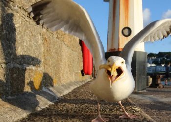 Seagulls have evolved to become food thieves as beady eyes & wing shape mean they are perfect for swooping on snacks Seagulls have evolved to become food thieves as beady eyes & wing shape mean they are perfect for swooping on snacks