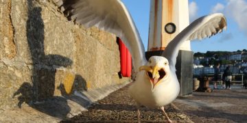 Seagulls have evolved to become food thieves as beady eyes & wing shape mean they are perfect for swooping on snacks Seagulls have evolved to become food thieves as beady eyes & wing shape mean they are perfect for swooping on snacks