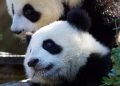 France to Expect Another Pair of Giant Pandas in 2027 France to Expect Another Pair of Giant Pandas in 2027