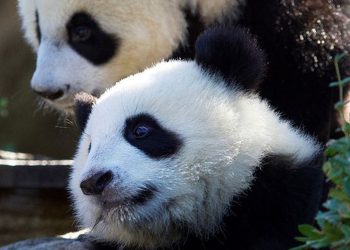 France to Expect Another Pair of Giant Pandas in 2027