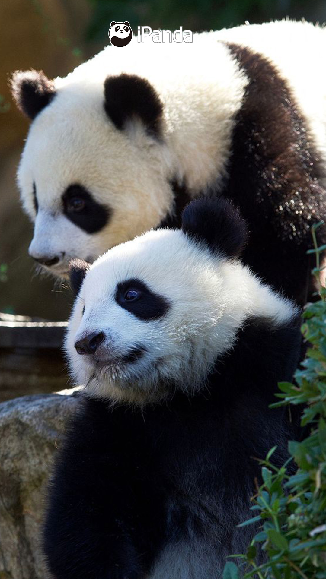 France to Expect Another Pair of Giant Pandas in 2027