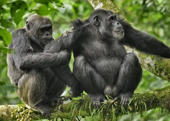Humans much less likely to cheat than chimps as ‘monogamy league tables’ reveal MOST promiscuous animal