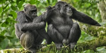 Humans much less likely to cheat than chimps as ‘monogamy league tables’ reveal MOST promiscuous animal Humans much less likely to cheat than chimps as ‘monogamy league tables’ reveal MOST promiscuous animal