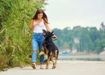 Know that it is necessary to do this every day so that your dog does not have problems like constipation, joint pain