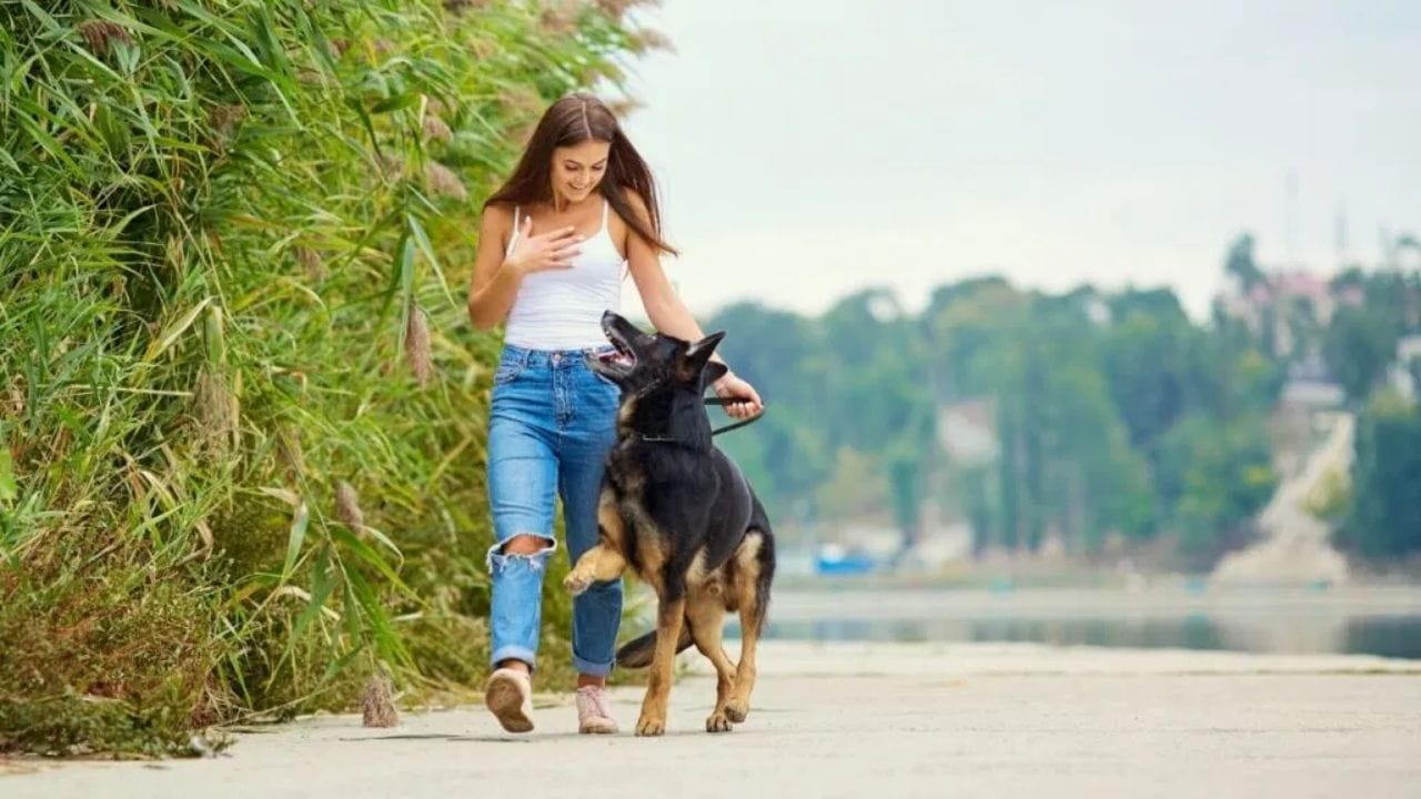 Know that it is necessary to do this every day so that your dog does not have problems like constipation, joint pain