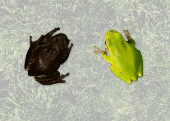 New mysterious life form thriving in deadly Chernobyl nuclear wasteland – and it could EAT radiation