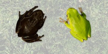 New mysterious life form thriving in deadly Chernobyl nuclear wasteland – and it could EAT radiation