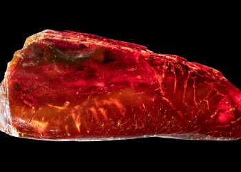 Extinct creature trapped for 40 MILLION years in amber discovered – but can you spot doomed animal?