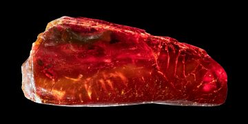 Extinct creature trapped for 40 MILLION years in amber discovered – but can you spot doomed animal?