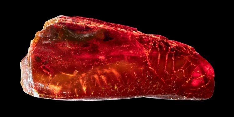 Extinct creature trapped for 40 MILLION years in amber discovered – but can you spot doomed animal?