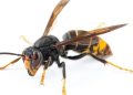Killer Asian hornet hotspots MAPPED as nests spread to new UK territory