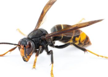 Killer Asian hornet hotspots MAPPED as nests spread to new UK territory