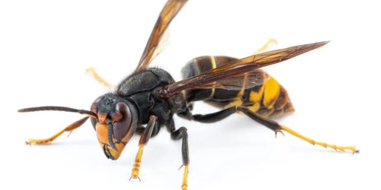 Killer Asian hornet hotspots MAPPED as nests spread to new UK territory Killer Asian hornet hotspots MAPPED as nests spread to new UK territory