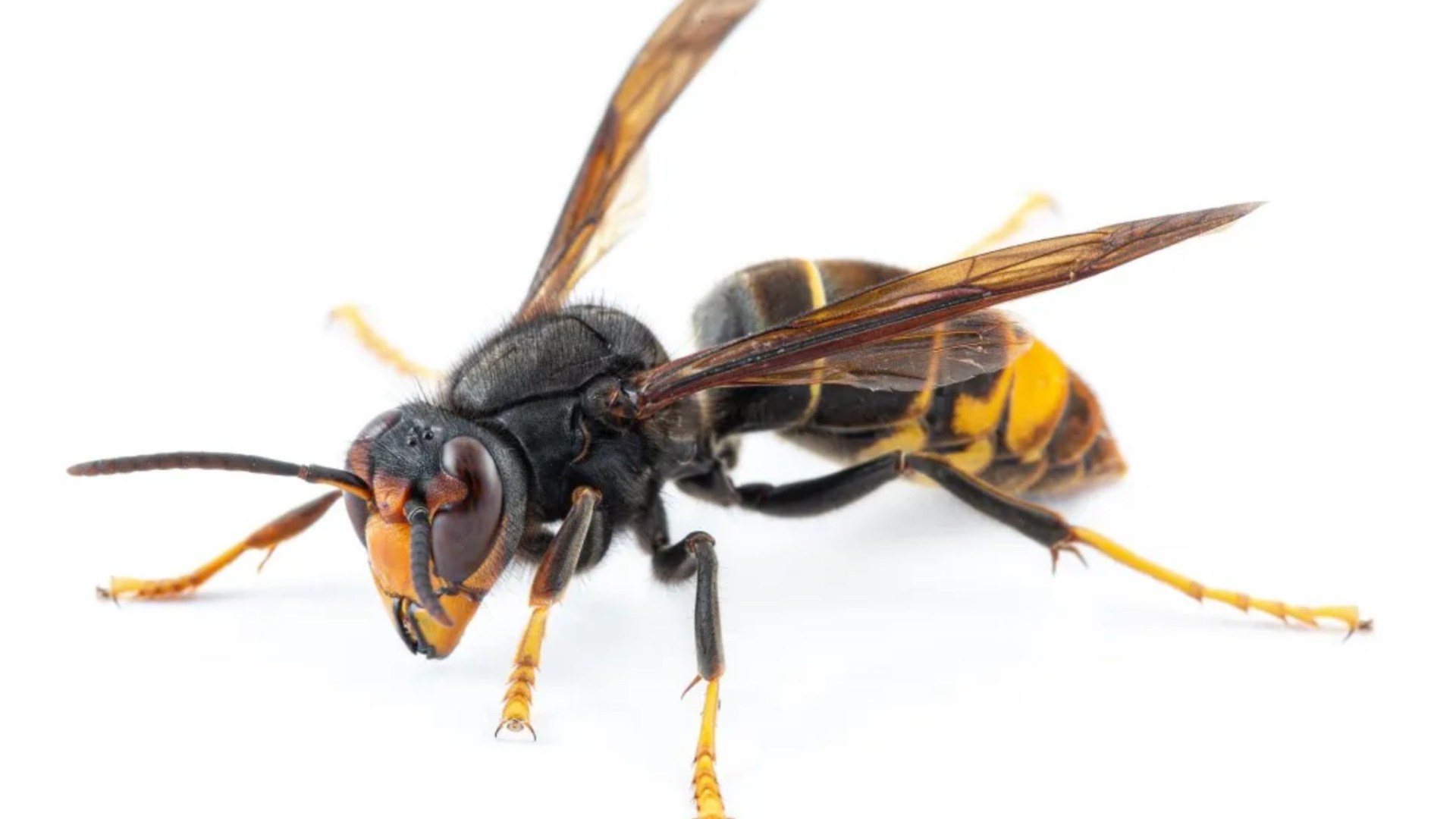Killer Asian hornet hotspots MAPPED as nests spread to new UK territory