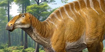 Monstrous 40-FOOT ‘duck-billed cow’ dinosaur that roamed Earth 75 million years ago in herds found in shock discovery