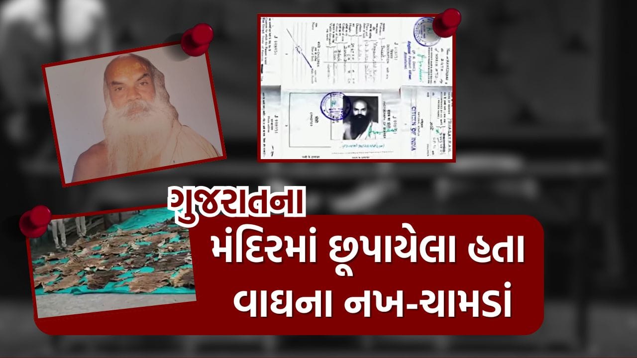 More than 40 tiger skins and 133 nails found in the old building of this temple in Gujarat, watch video