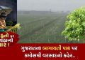 Unseasonal rains in Navsari, fear of damage to horticultural crop mango-chiku, hear what farmers said..