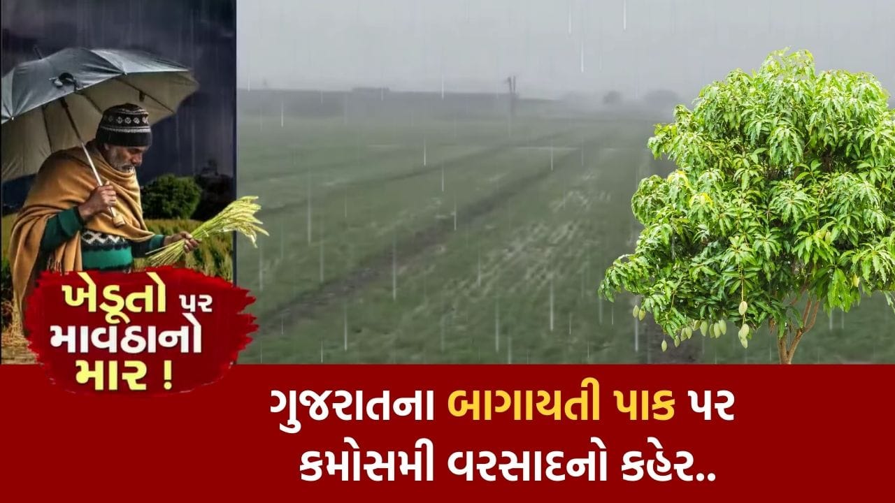 Unseasonal rains in Navsari, fear of damage to horticultural crop mango-chiku, hear what farmers said..