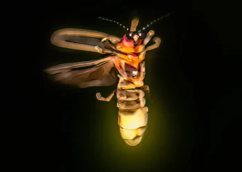 ‘Advanced’ aliens might already be using spooky ‘firefly’ technique to talk to each other in PLAIN sight, say scientists