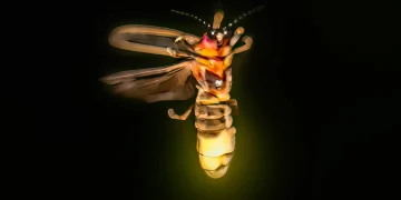 ‘Advanced’ aliens might already be using spooky ‘firefly’ technique to talk to each other in PLAIN sight, say scientists ‘Advanced’ aliens might already be using spooky ‘firefly’ technique to talk to each other in PLAIN sight, say scientists