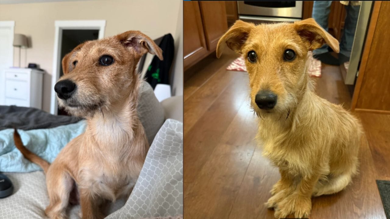 Do you know that dog DNA test is also done..! Let's look at the whole incident